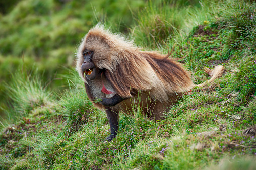 Wildlife shot of a Gelada Baboon (Theropithecus gelada) in his natural habitat in the Semien Mountains National Park in Northern Ethiopia. The Gelada is endemic in the Ethiopian Highlands. Geladas can be easily identified by the ared heartaA aa this red patch of skin is on the chest, it is shaped like an hourglass and is mostly in a bright red colour surrounded by white hair. Geladas are the only true grazing monkeys.