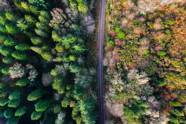 Looking directly down on a rural road in rural south west Scotland The view from a drone on a single lane road running through an area of woodland in Dumfries and Galloway deciduous tree photos stock pictures, royalty-free photos & images