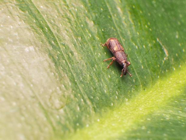 Rice Weefil The rice weevil (Sitophilus oryzae) is a stored product pest which attacks seeds of several crops, including wheat, rice, and maize. rice weevils sitophilus oryzae stock pictures, royalty-free photos & images