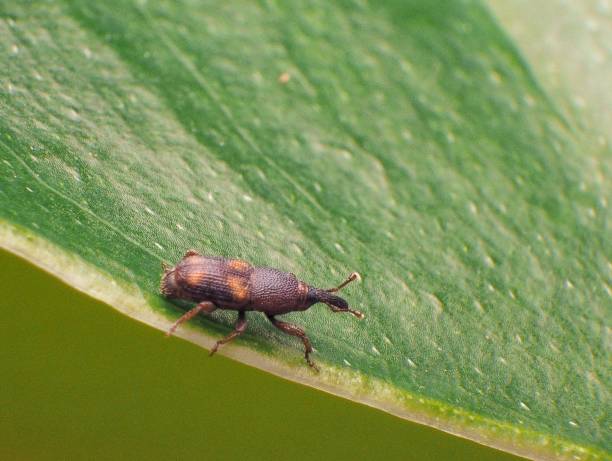 Rice Weevil (Sitophilus oryzae) The rice weevil (Sitophilus oryzae) is a stored product pest which attacks seeds of several crops, including wheat, rice, and maize. rice weevils sitophilus oryzae stock pictures, royalty-free photos & images