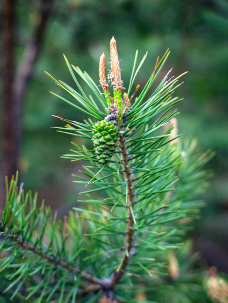 pine flowering green branch, on a green background close-up