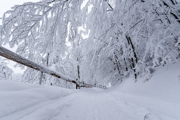 istock Having fun on snow stock photo... 1288722776