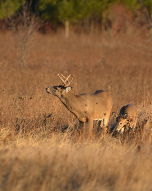 istock White Tailed Deer Buck and Doe 1288724054
