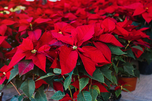 Red christmas poinsettia flowers at the Christmas market in Mexico. Many Christmas flowers in mexican shop