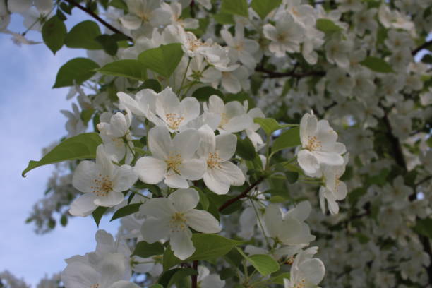 istock blooming Apple trees with white flowers on branches in the garden in spring 1288729588