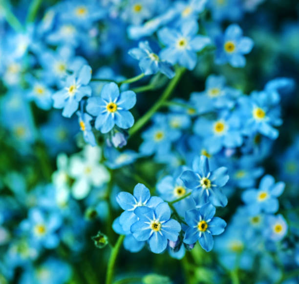 istock Blue delicate spring flowers of forget-me-nots 1288729685