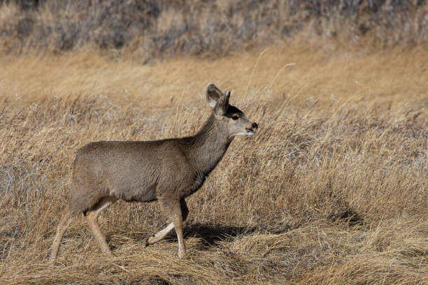 istock Doe Mule Deer in Eleven Mile Canyon 1288729764
