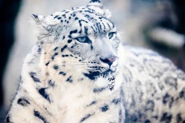 Snow Leopard