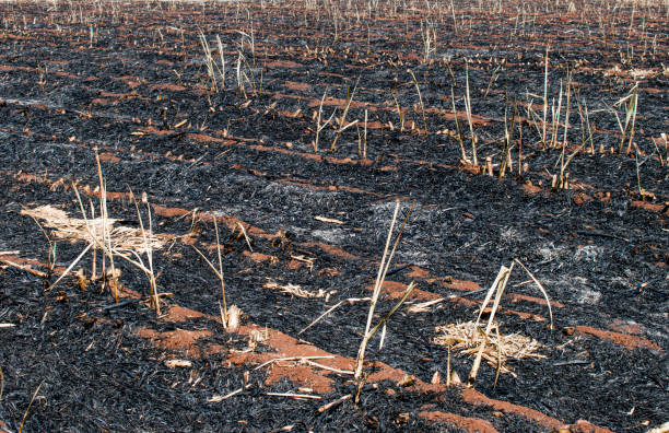 istock Scorched earth,burnt field after a spring fire in India. 1288730915