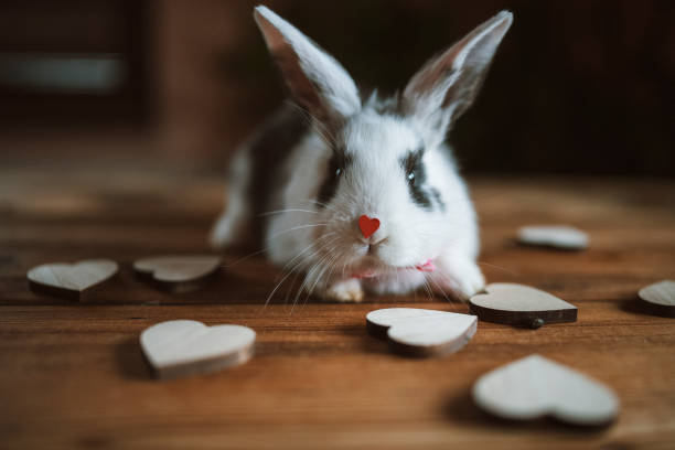 Cute little rabbit with heart shape on his nose and wooden hearts around on wooden table.