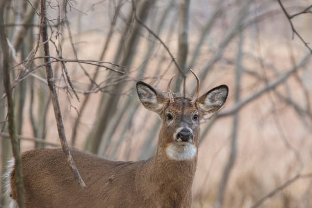 istock Buck white-tailed deer in autumn 1288734055