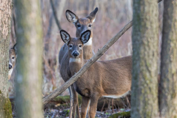 istock Female and babies white-tailed deer in autumn 1288734071