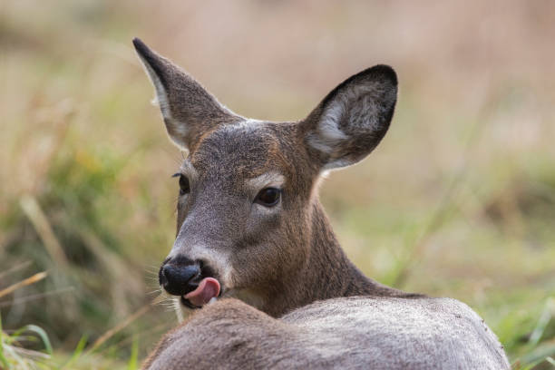 istock Female white-tailed deer in autumn 1288734154