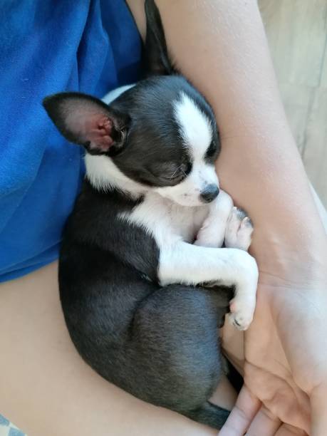 istock Black and white Chihuahua puppy. 1288736450