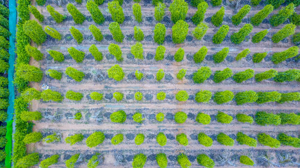 istock Drone view of pepper garden 1288736474