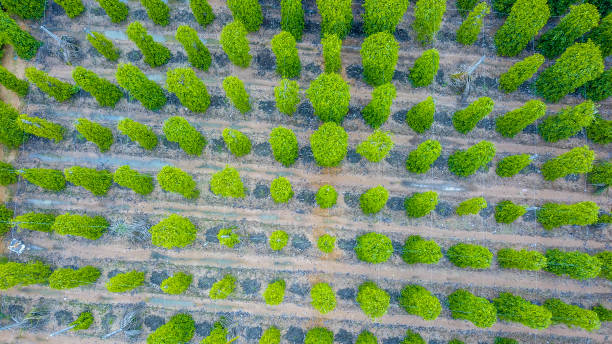 istock Drone view of pepper garden 1288736475