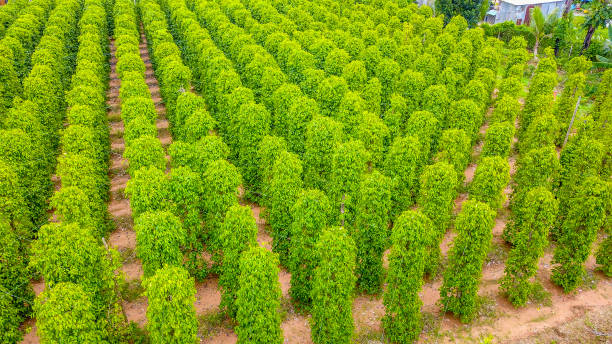 istock Drone view of pepper garden 1288736537
