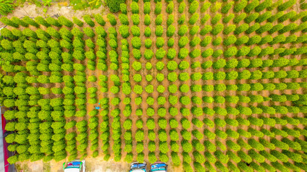 istock Drone view of pepper garden 1288736540