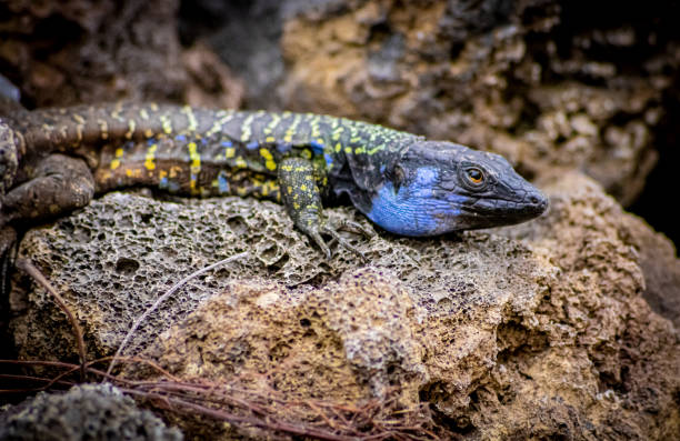istock Canarian lizard - Lagarto tizon - between the rocks. 1288739078