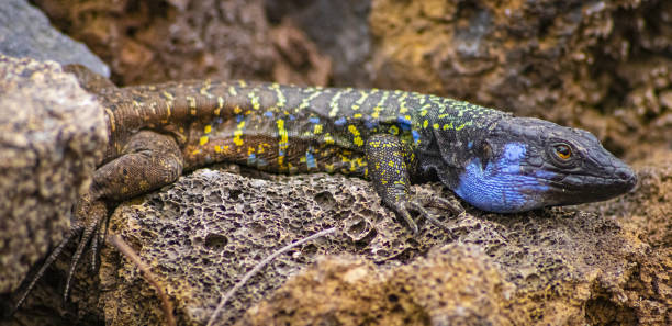 istock Canarian lizard - Lagarto tizon - between the rocks. 1288739098