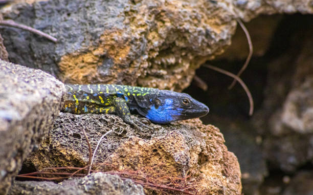 istock Canarian lizard - Lagarto tizon - between the rocks. 1288739157