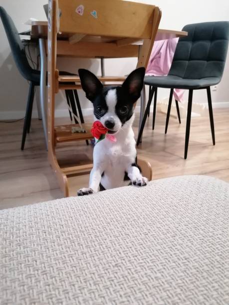 istock Chihuahua holds a red flower in its teeth 1288740221