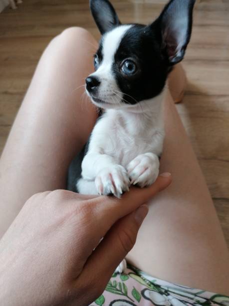 istock Chihuahua puppy lying on his lap close-up. 1288740320