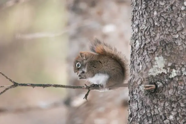 Red Squirrel In Northern Minnesota