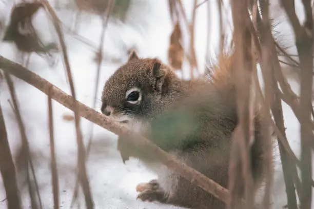 Red Squirrel In Northern Minnesota