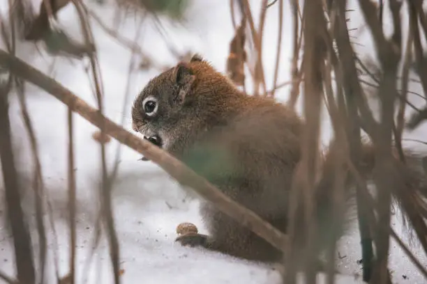 Red Squirrel In Northern Minnesota