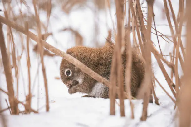 Red Squirrel In Northern Minnesota