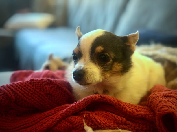istock White Chihuahua Relaxing 1288744235