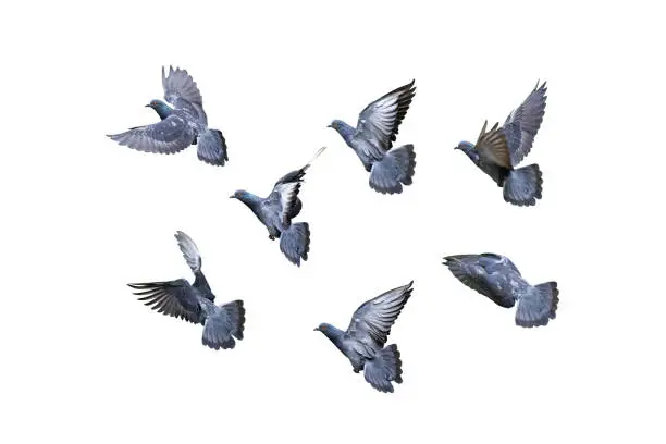 Movement Scene of Group of Rock Pigeons Flying in The Air Isolated on White Background with Clipping Path