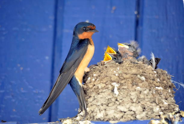 Mother Barn Swallow and Chicks A mother barn swallow feeding her chicks at an Interstate 90 rest stop near Ritzville, Washington, on August 22, 2018. barn swallow stock pictures, royalty-free photos & images