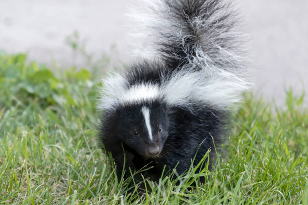 skunks являются северной и южноамериканской коренных млекопитающих - skunk стоковые фото и изображения