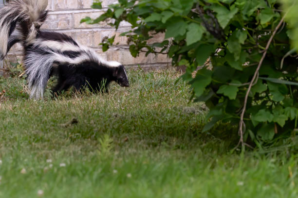 istock Skunks are North and South American native mammals 1288750996