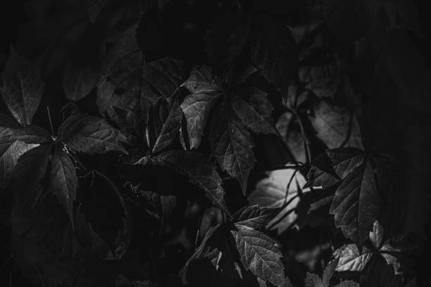istock Streaks of Sunlight on Fall Leaf Litter 1288751519