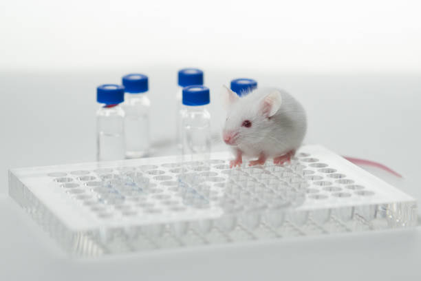 istock a white laboratory mouse with an immunological plate and vials. 1288751570