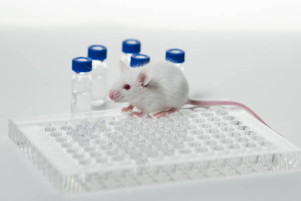 istock a white laboratory mouse with an immunological plate and vials. 1288751585