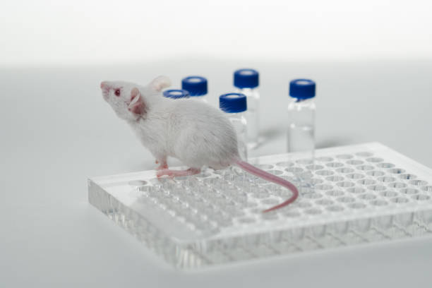 istock a white laboratory mouse with an immunological plate and vials. 1288751621