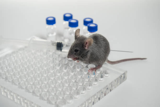 istock a gray laboratory mouse with an immunological plate, a syringe and vials. Concept - testing of drugs, vaccines, laboratory animals, humanity 1288751829