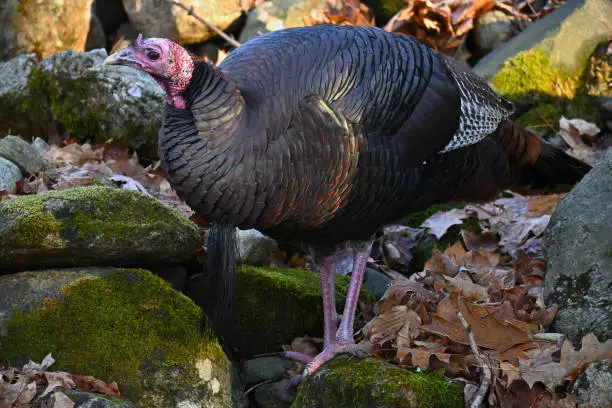 Photo of Turkey on boulder in wetland