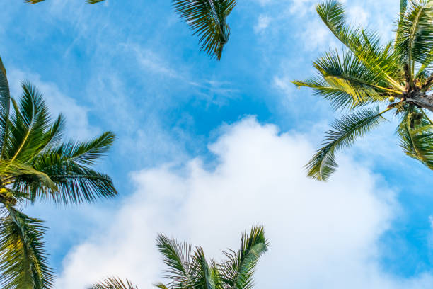 istock Tropical palm coconut trees on blue sky flare and bokeh nature. 1288754255