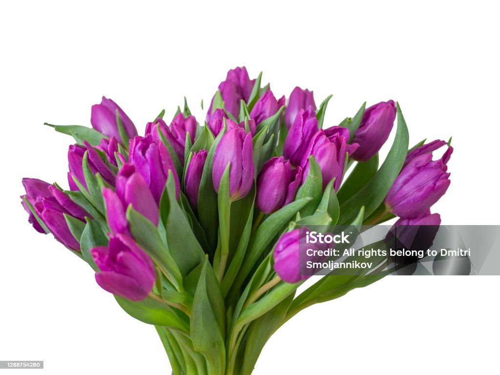 many yellow tulips selective focus. red tulips in a vase isolated on white background. Spring composition. Delicate purple tulips on white background top view space for text border. copy space Bride Stock Photo