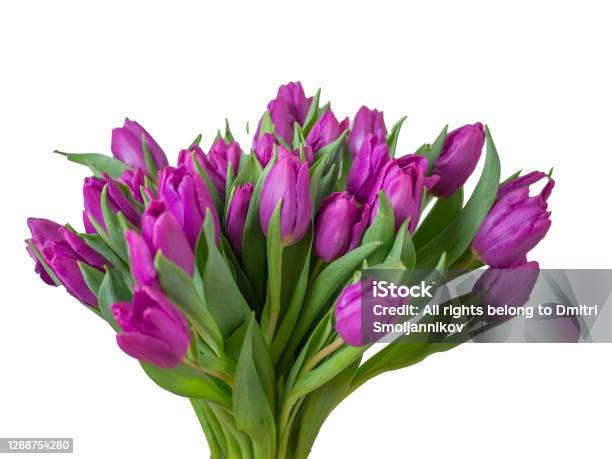 Many Yellow Tulips Stock Photo - Download Image Now - Bride, Color Image, Copy Space