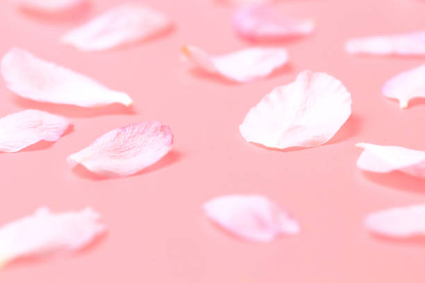 istock Delicate petals on a pink background as a background, close-up. Spring concept. 1288754494
