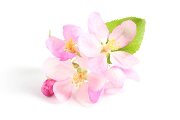 istock Apple tree flower on a white background. Spring concept. Label for natural products and cosmetics. Close-up. 1288754500