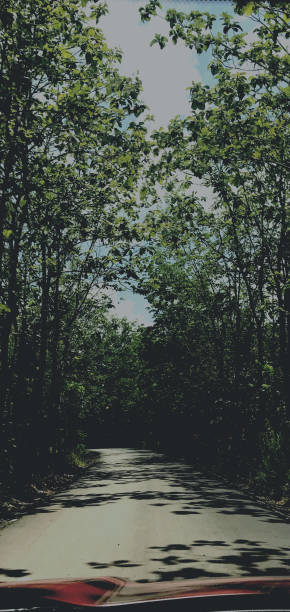 istock Forest - Banjarmasin, South Borneo. 1288759447