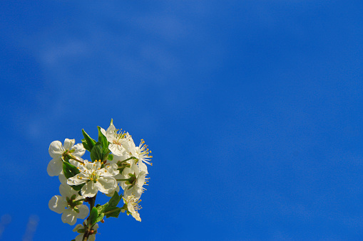 White flowers blooming on the branch of wild fruit tree closeup against blue sky background