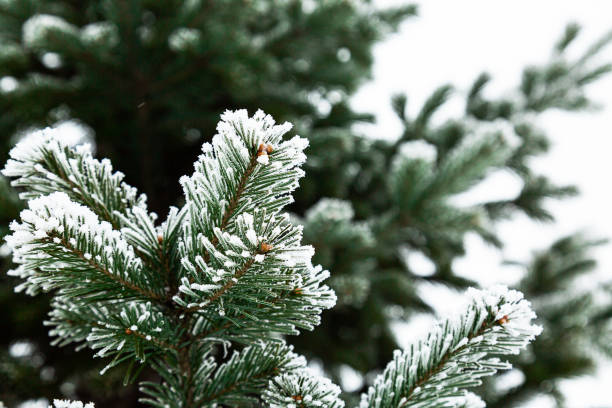 istock Minimalistic winter background. Snow-covered coniferous evergreen tree. Copy space. Selective focus. 1288760419